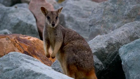 Rock Wallaby Close Up Stock Footage