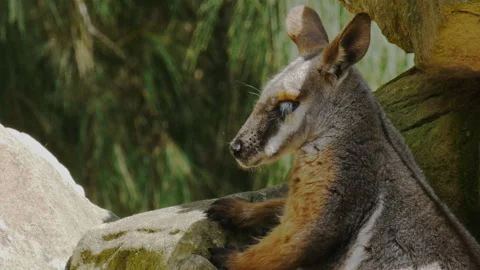 Rock wallaby Stock Footage 132471831