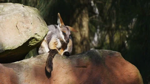 Rock wallaby joey Stock Footage 132471799