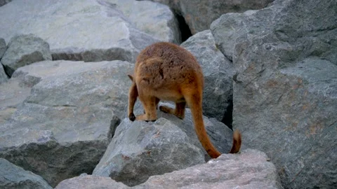 Rock Wallaby medium close up Stock Footage 162916224