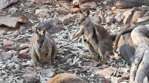 Rock Wallaby NT Stock Footage 246014773