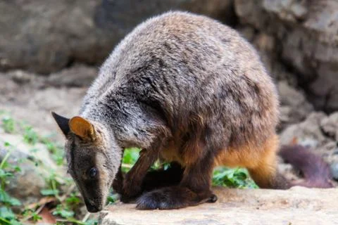 Rock Wallaby Foto stock