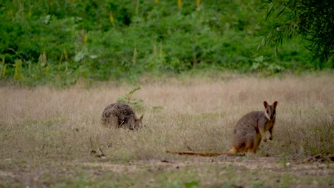 Rock Wallbies Eating Stockbeeldmateriaal 162916206