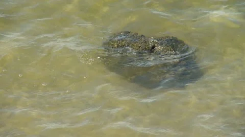 Rock in Water Video stock 8798467