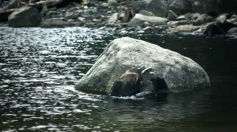 Rock on the water Stock Footage 23430934