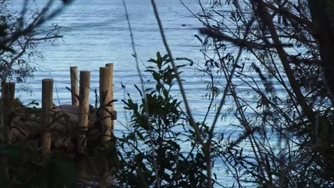 Rock with wooden posts in river at sunset forest Stock Footage 196447686