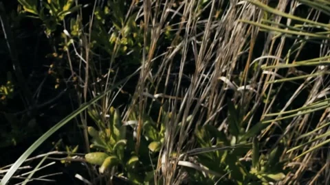 ROCKAWAY PITCH PINE FOREST Stock Footage 251751453