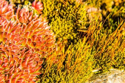 Rockery Stock Photos