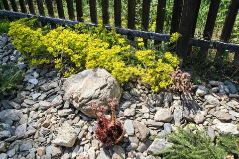 Rockery Stock Photos