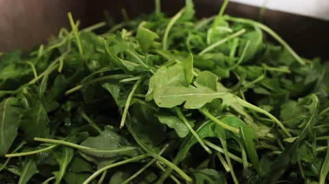 Rocket Herb in Container Vidéo 22897260