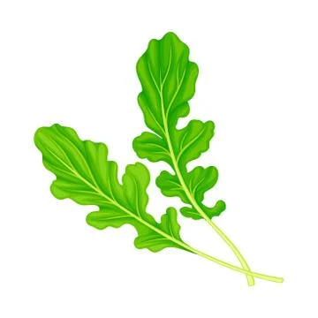 Rocket Leaf Vegetable or Salad Greens as Plant with Edible Leaves Vector イラスト素材
