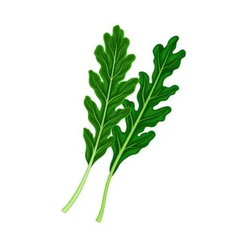 Rocket Leaf Vegetable or Salad Greens as Plant with Edible Leaves Vector イラスト素材