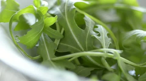 Rocket with parmesan Stock Footage 11226730