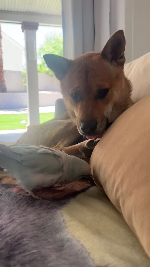 Rocket Protecting His Napping Peace, Las Vegas, Nevada, USA - 11 Jun 2025 Stock Footage 311074594