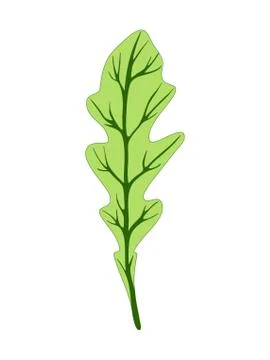 Rocket salad. Single green leaf isolated on white background. Vector Stock Illustration