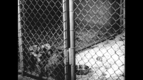 A rocket is shot into space in the 1950s with a monkey and mice on board. 스톡 동영상 75075797