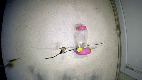 Rocket slam Hummingbird attack at feeder 240fps slow motion Video stock 90683704