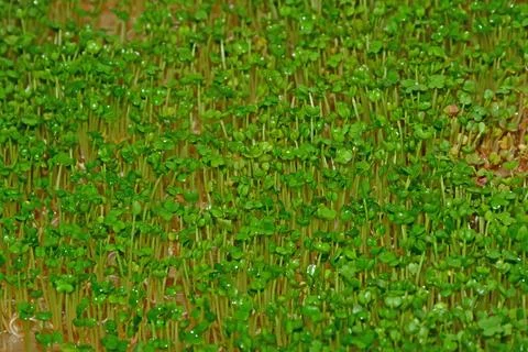 Rocket sprouts in a macro view Stock Photos