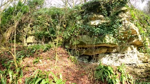 Rockface Woods UK Video stock 186994778