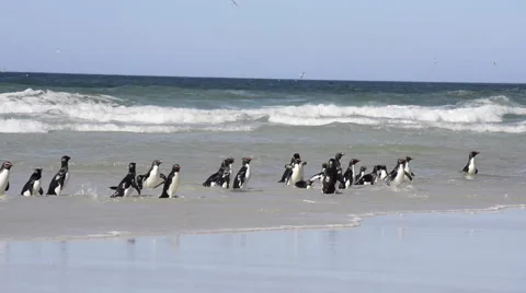 Rockhoper Penguin Stock Footage 54492178