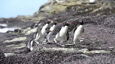 Rockhoper Penguins Stock Footage 54492221