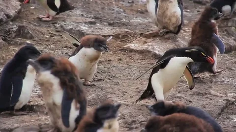 Rockhopper Penguin Chick Chasing Mother - Falkland Islands Stock-Footage 84293853