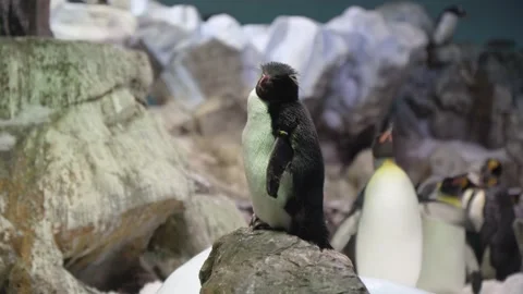 Rockhopper Penguin Close Up at Loro Parque Tenerife Stock Footage 193389234