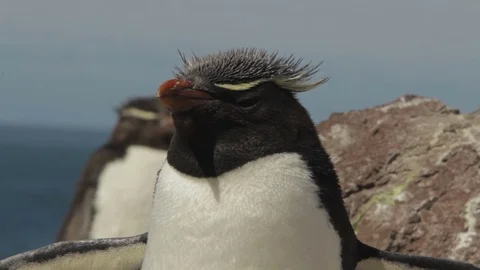 Rockhopper penguin closeup Vidéo 76108041