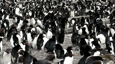 Rockhopper Penguin colony Stock Footage 31357549