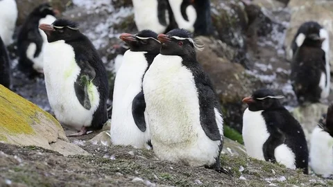 Rockhopper penguin colony Stock Footage 75296279