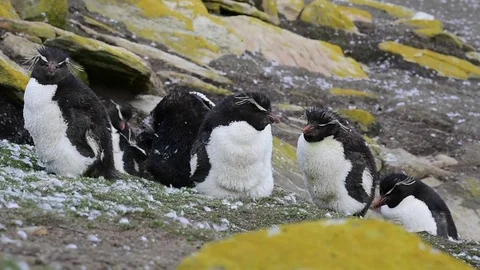Rockhopper penguin colony Stock Footage 75337678