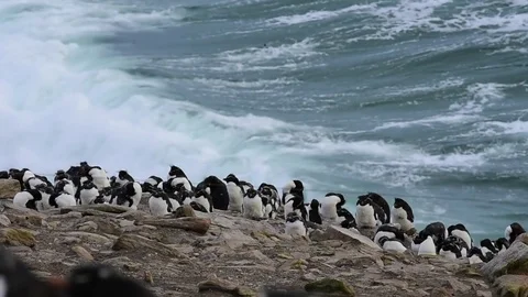 Rockhopper penguin colony Stock Footage 75337690