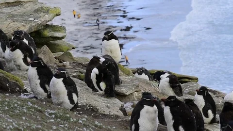 Rockhopper penguin colony Stock Footage 75337721