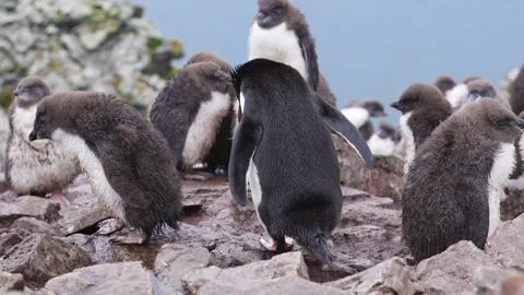 Rockhopper Penguin Colony. Hand Held Zoom In Documentary He Picks Up Dirt M.. Stock Footage 340286471