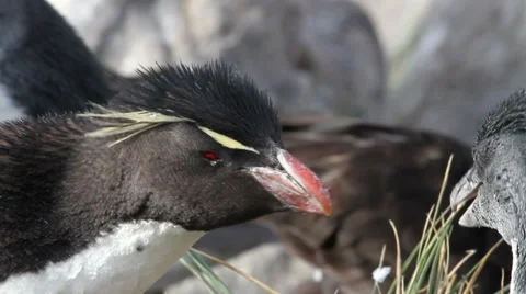 Rockhopper penguin Courtship Stock Footage 56083164