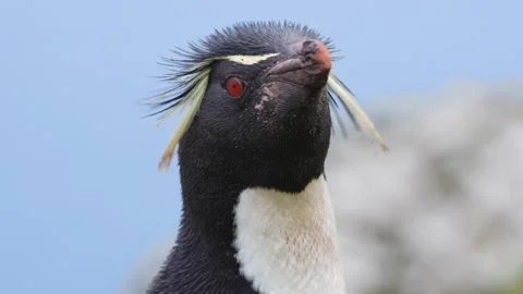 Rockhopper Penguin Extreme Close Up of Face Against Blue Sky. Frantic Head .. Stock Footage 340286523