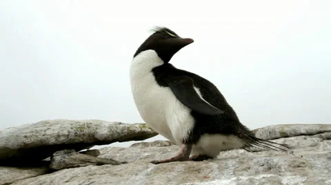 Rockhopper Penguin Stock Footage 29474423