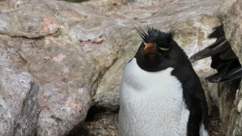 Rockhopper penguin  Stock Footage 104989035