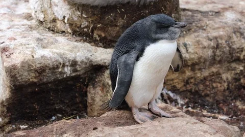 Rockhopper Penguin Stock Footage 105070921