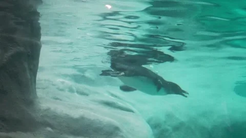 A rockhopper penguin is gracefully gliding through the water Stock Footage 282516927