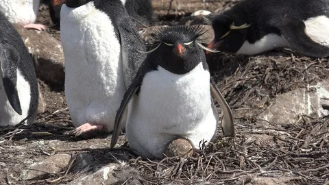 Rockhopper penguin hatching the eggs in their colony on Falkland Islands Stock Footage 99546121