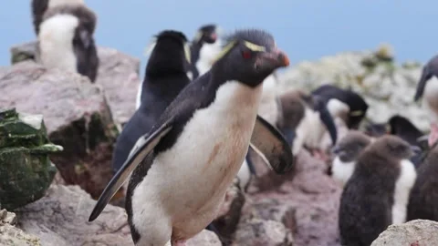 Rockhopper Penguin Hops Down From Rock Camera Follows in Colony in the Falk.. Stock Footage 340286515