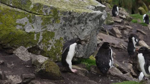 Rockhopper Penguin Hops in Slow Motion on Rocks with Pebble in Mouth for Ne.. Stock Footage 340288503
