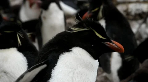 Rockhopper Penguin is looking around Stock Footage 29659174