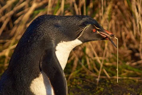 Rockhopper Penguin Nesting Foto stock