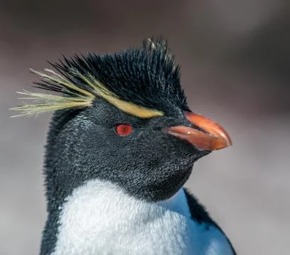 Rockhopper penguin Stock Photos