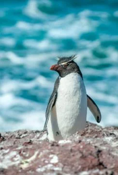 Rockhopper penguin Stock Photos