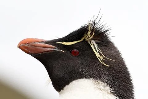 Rockhopper penguin Foto stock