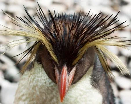 Rockhopper penguin Stock Photos