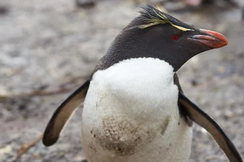Rockhopper Penguin Stock Photos